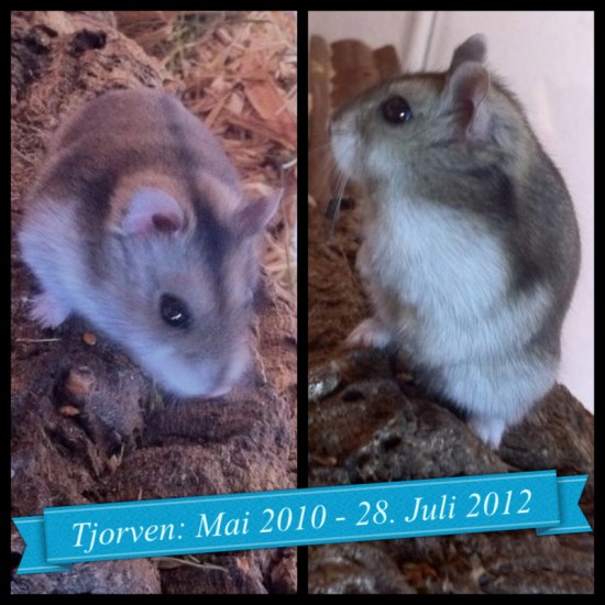 Tjorven